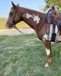 My Right Horse Adoptable Horse Peppermint Patti Horse Illustrated Horses Horse Adoption Beautiful Horses