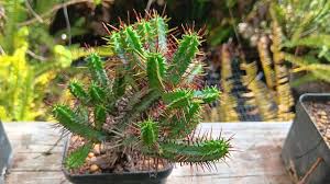 Image result for Euphorbia glanduligera