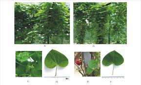 Image result for Tinospora