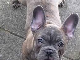 Being alone for long especially when they're young makes them develop the strong brindle french bulldog has a muddle of tan and brown coloration that makes their coat look like a sultry walking carpet. Quality Blue Reverse Brindle French Bulldog Girl Neath Neath Port Talbot Pets4homes