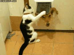 'dog chasing tail' is animated in 8 frames, the animation is 0.8 seconds long and loops continously. Funny Pet Gifs Popsugar Pets