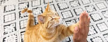 10 corgi mixes full of fabulous personality and energy. The Best Male Female Cat Names Top 20 Purina