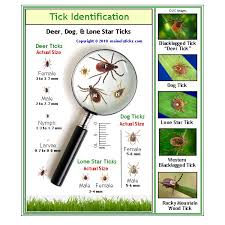 tick id removal submisson mainely ticks