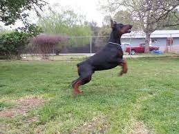 We started off with 10 and we're down. 100 European Doberman Pinscher Puppies For Sale In Portland Oregon Classified Americanlisted Com