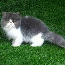 We did not find results for: Harga Anak Kucing Anggora Asli Dan Mix Terbaru Terbaru Biaya Info