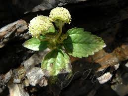 Image result for Lecanthus peduncularis