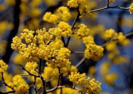 Fiori a grappoli gialli verdognoli : Giardini Mgf Le Varieta Piu Adatte Per Siepi Medie 120 200 Cm