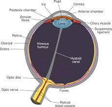 Image result for Retinal Anatomy