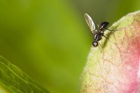Watch Out For Black Flies A New Species Of Biting Insects On The Loose In Minnesota In 2020 Black Fly Bites Black Fly Fly Bites