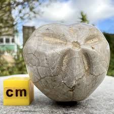 Image result for Micractis