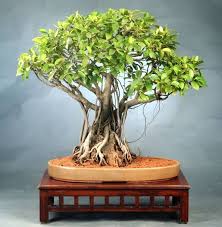 Image result for Ficus natalensis