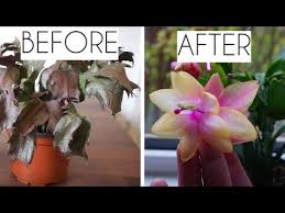 Another reason why your cactus might be falling over or drooping is because its roots are too weak. Christmas Cactus Dropping Segments Leaves Or Flower Buds Save Your Succulent Plant Youtube