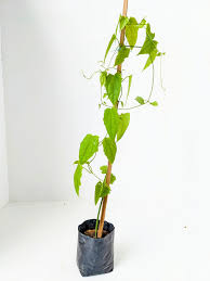 Image result for Thunbergia verdcourtii