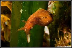 Image result for Hermannia parvula