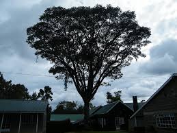 Image result for Polyscias kivuensis