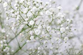Close Up Of Little White Gypsophila Baby S Breath Flowers On Stock Photo Picture And Royalty Free Image Image 81370192