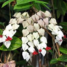 Sesuai namanya, tanaman ini memang sangat manis. Pin Di Bunga Bunga Cantik