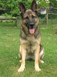 While the german shepherd is highly intelligent and trains fairly easily, they are no picnic for novice owners. Sable German Shepherds German Shepherd Dogs Sable German Shepherd German Shepherd
