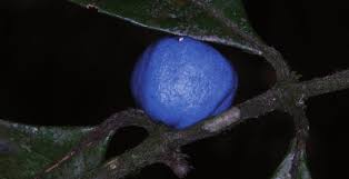 Image result for Pauridiantha dewevrei