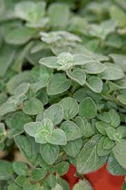 Hot Spicy Oregano Oregano Plant Hot Spicy Showy Flowers