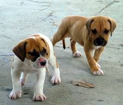 Also, be sure to check the american bulldog dog breeder listings in our dog breeder directory, which feature upcoming dog litter announcements and current puppies for sale for that dog breeder. American Bulldog Puppies The All Brown One Looks Like My Daphne American Bulldog Puppies Bulldog Puppies Yorkshire Terrier Puppies