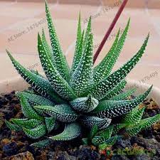 Plant lovers can use aloe vera plants as indoor decorations in rooms that receive bright, indirect sunlight, and take advantage of their juice as a topical remedy for minor burns and cuts. Pin On Flores