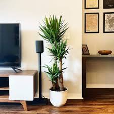 Image result for yucca gigantea en casa