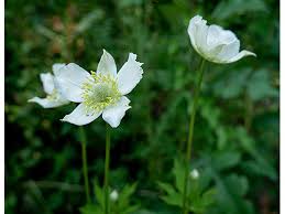 Image result for Aneilema johnstonii