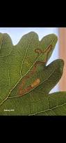 Image result for Stigmella basiguttella