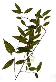 Image result for Uvaria welwitschii