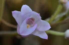 Image result for Polystachya undulata