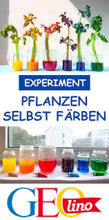 Experiment Pflanzen Farben Experiment Pflanzen Experimente Mit Wasser