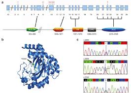 Ecommerce + digital marketing pro with 18+ years experience. Mutations In Jmjd1c Are Involved In Rett Syndrome And Intellectual Disability Genetics In Medicine