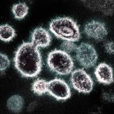 People 'shed' coronavirus early, but most likely not infectious after  recovery
