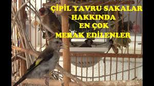 yavru cipil sakalar hakkinda en cok sorulan sorular ve cevaplari youtube