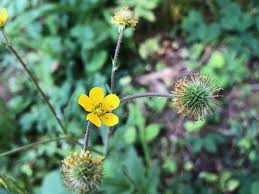 Image result for Eriosema pentaphyllum