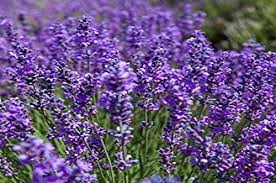 Fiore frattale blu scuro con raggi dorati. Lavanda La Spiga Blu Che Fa Bene Al Corpo E All Anima