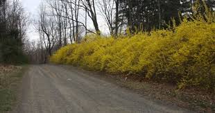 Shrubs Shrubs Deep Yellow Flowers Landscaping On A Hill