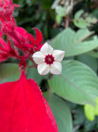 Image result for Mussaenda elegans