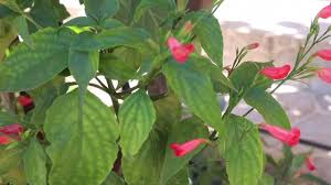 Image result for Ruellia brevifolia