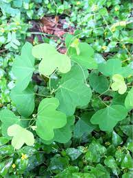 Garden Answers Plant Identification Plant Identification Plants Flower Garden
