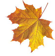 Autumn Leaves Bing Images Autumn Leaves Art Fall Leaves Png Autumn Leaves