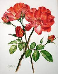 How do you draw flowers step by step? 45 Beautiful Flower Drawings And Realistic Color Pencil Drawings Flower Drawing Realistic Flower Drawing Flower Drawing Design