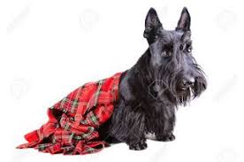 Iskoc Teriyer Kopek Scottish Terrier Dog Ekose Teriyer Iskoclar Kopek