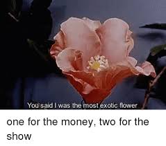 Altogether, this flower resembles a flying, bird of paradise, one of the most colorful birds in the world. You Said I Was The Most Exotic Flower One For The Money Two For The Show Meme On Me Me