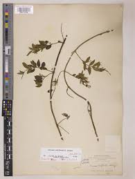 Image result for Baissea