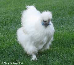 Birds That Lay Eggs On The Ground Uk Label Chickens Search Results Pet Chickens Silkie Chickens Chickens Backyard