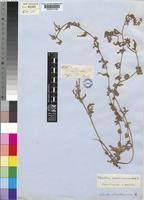 Image result for Acanthosicyos naudinianus