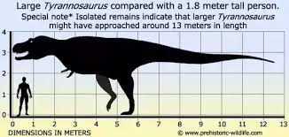 Which Was Bigger A T Rex Or Gorgosaurus Quora