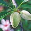 The almond, scientifically called prunus dulcis, prunus amygdalus, or amygdalus communis is a small tree belonging to the subfamily prunoideae of the family rosaceae. 1